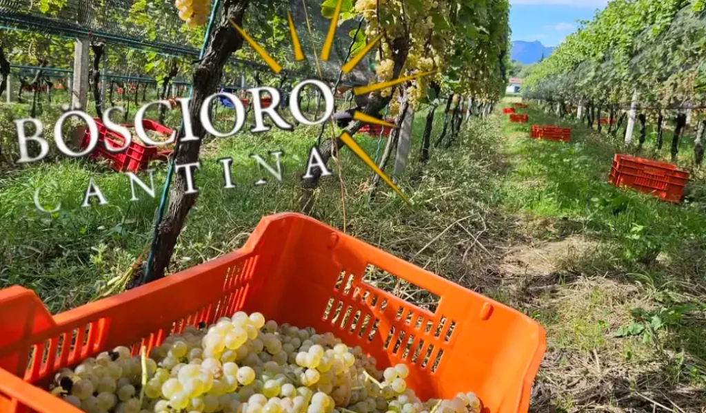 BOSCIORO_VIGNETO 2