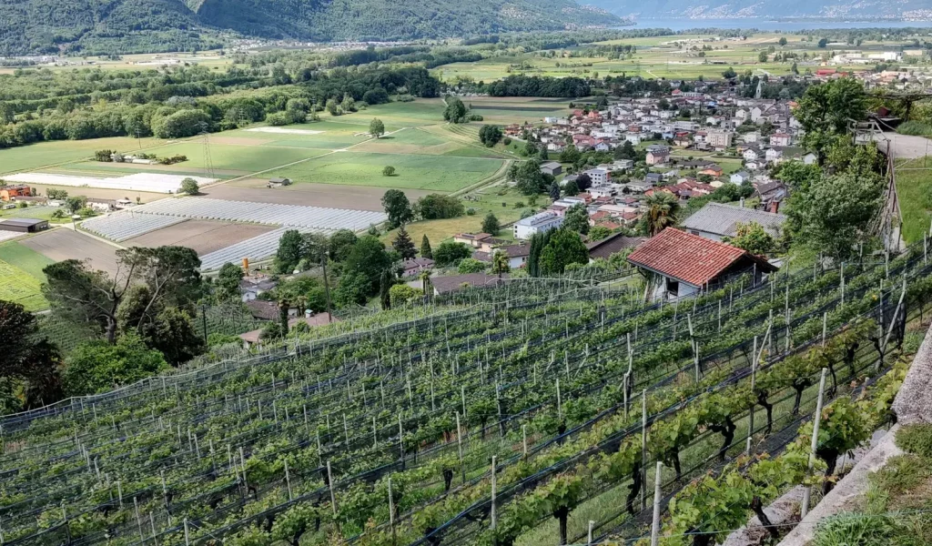 BOSCIORO_VIGNETO