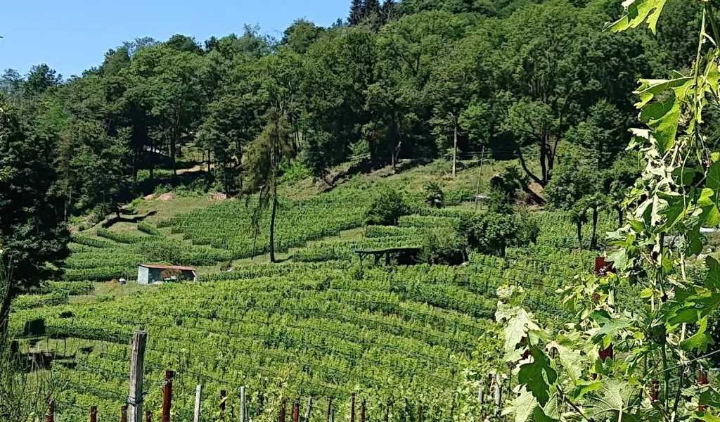 Borghirolo_vigneti