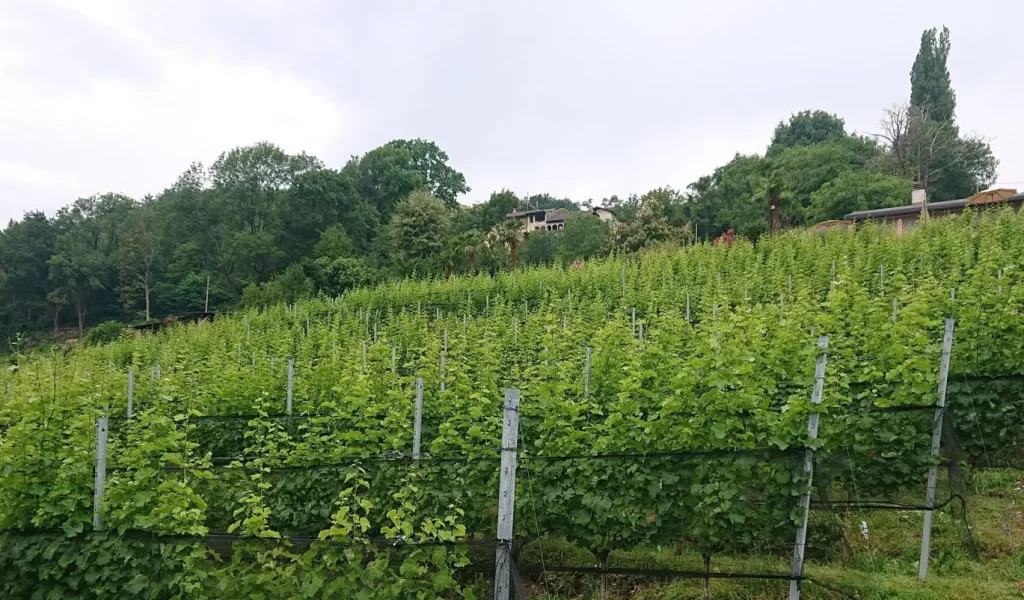 Borghirolo_vigneti2