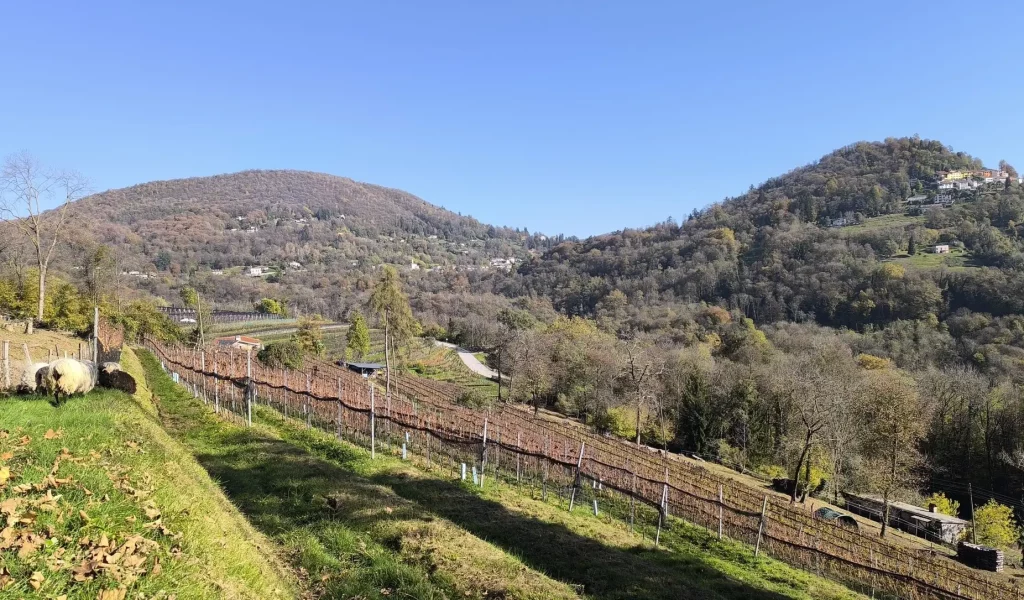 Borghirolo_vigneti3