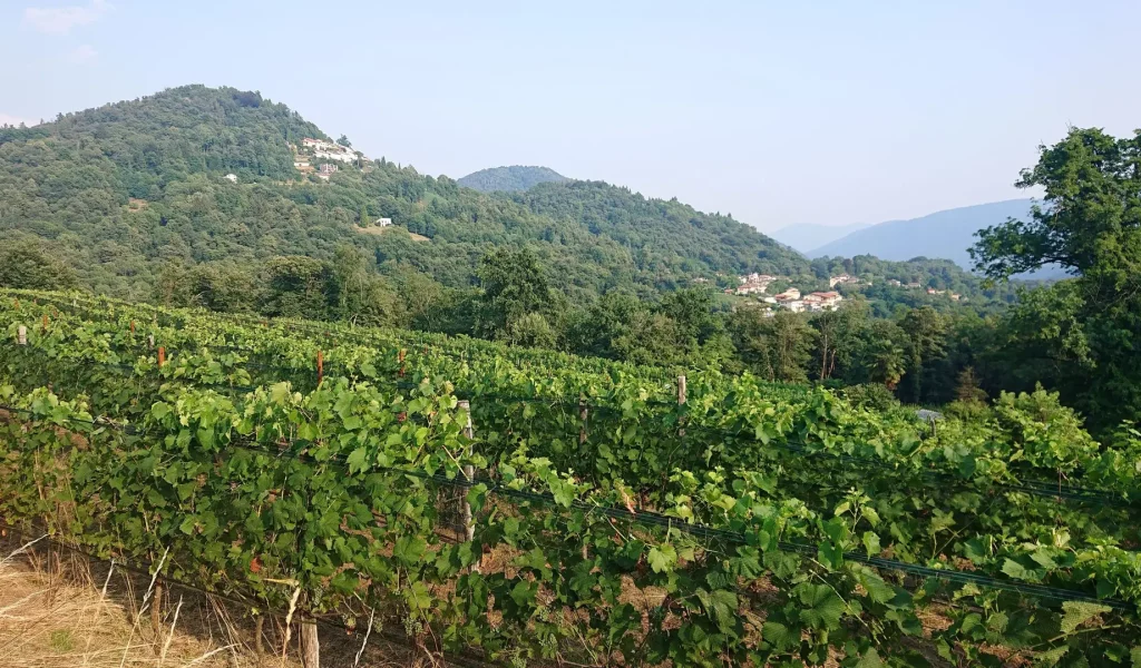 Borghirolo_vigneti4