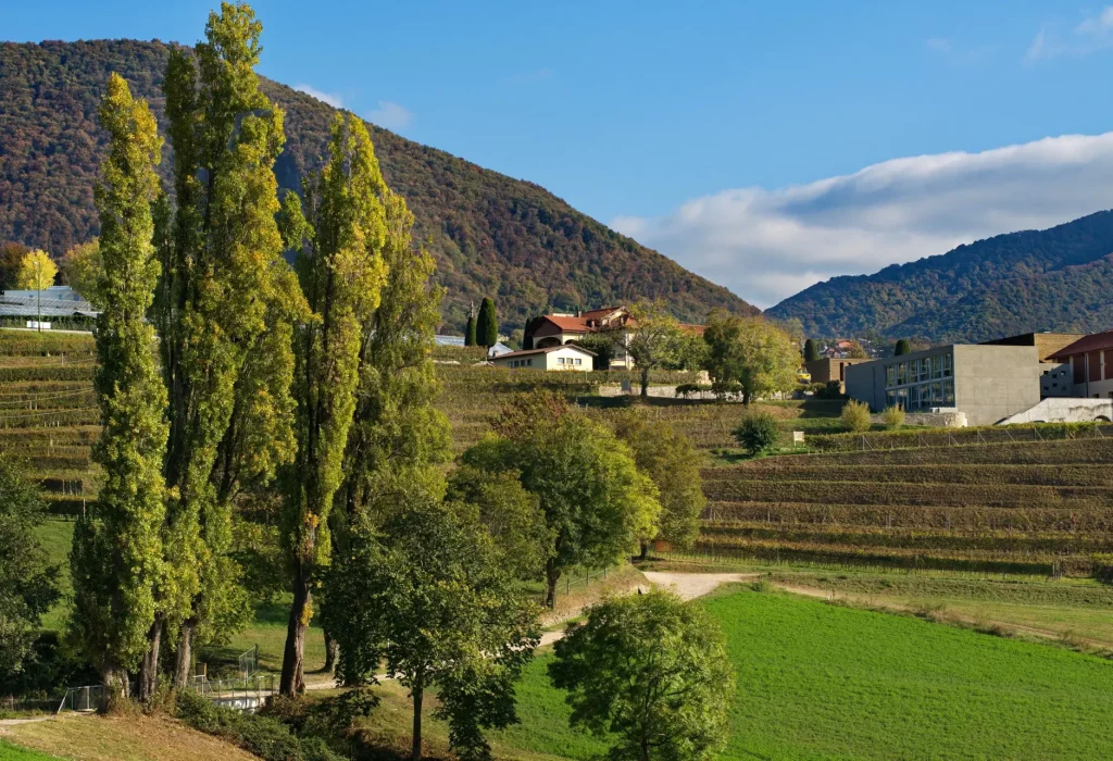 CANTONALE-MEZZANAVIGNETO