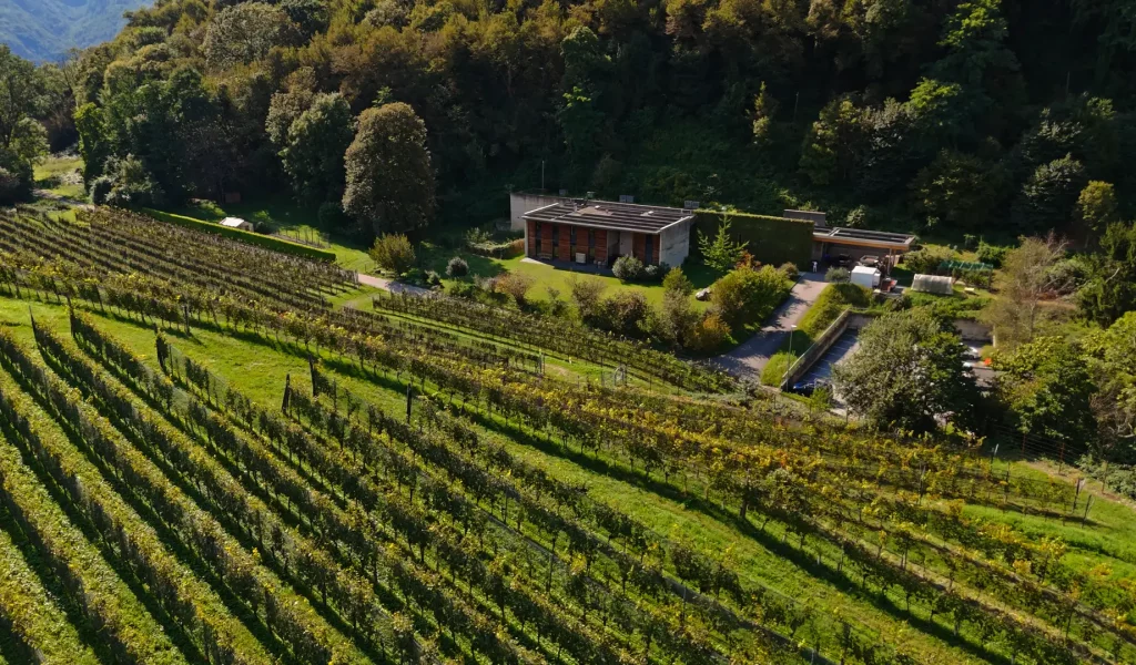 Cantina Kopp von der Crone Visini 1