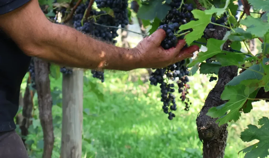 Delea_vigneti 5 vendemmia