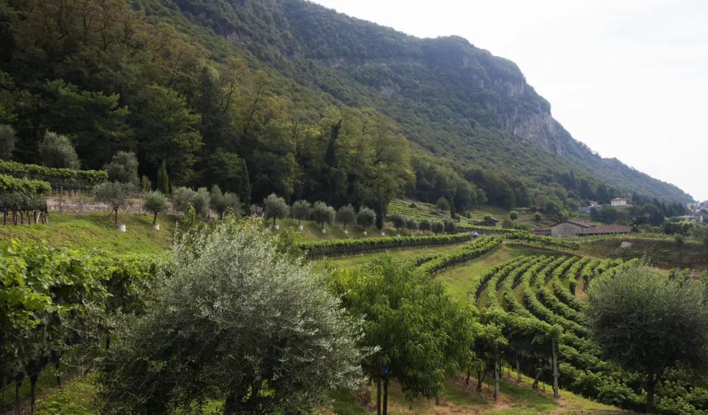 Rebberg Mendrisio