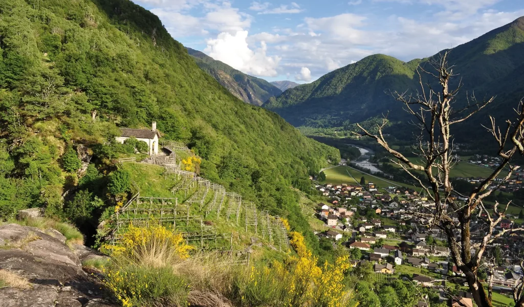 Garzoli_vigneti 1