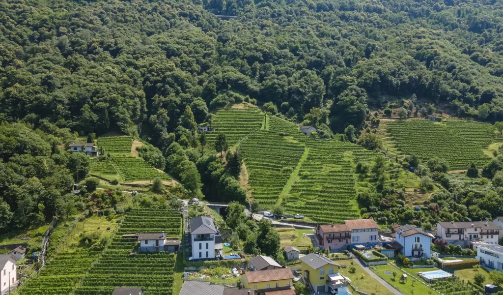 Hauser_vigneti