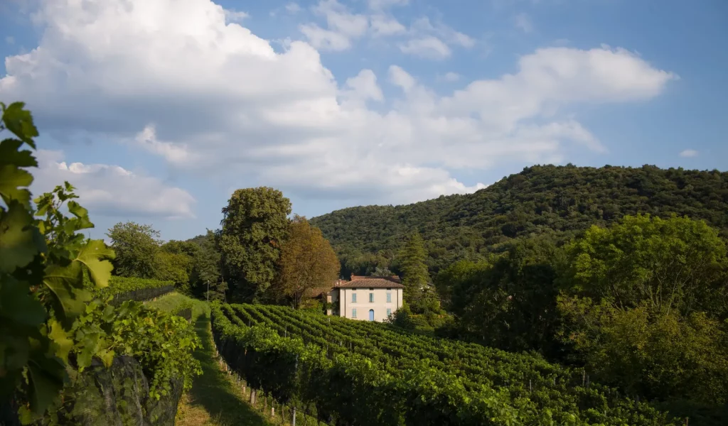 Kopp_vigneti 2