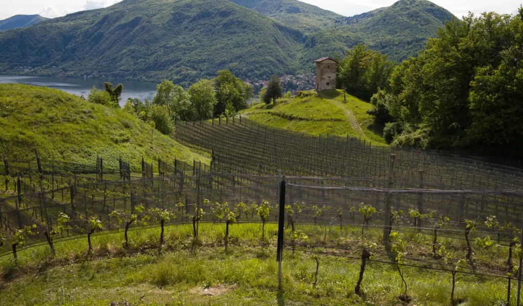 Kopp_vigneti 3