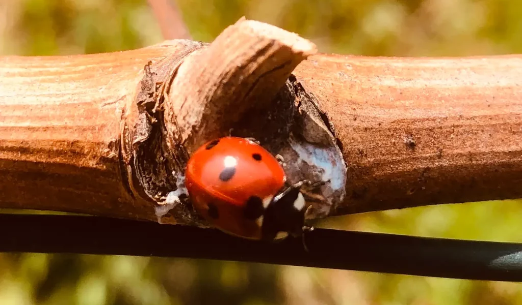 Krebs_vigneti coccinella3