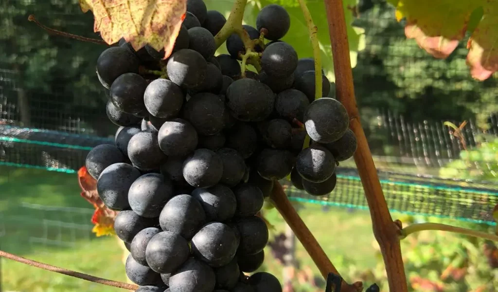 Krebs_vigneti2