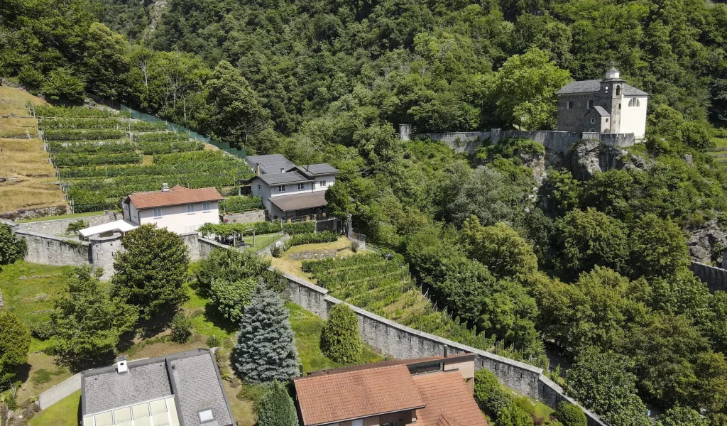 Pizzorin_vigneti2