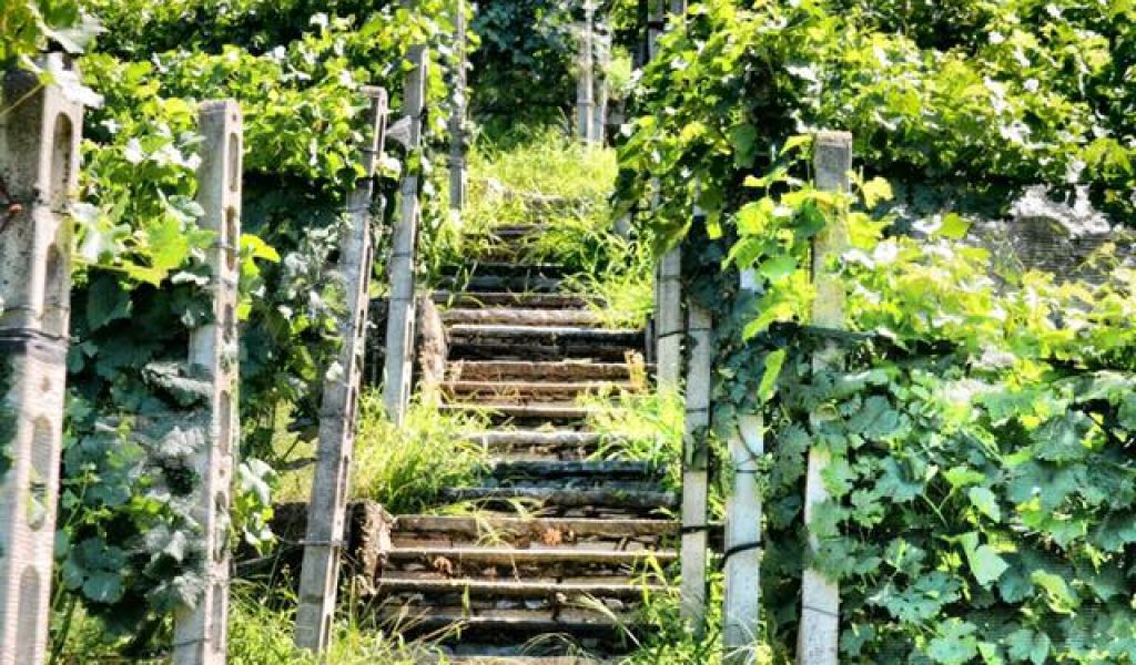 Sottotorre-VIGNETO 2