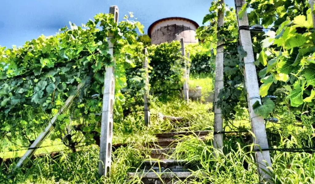 Sottotorre-VIGNETO