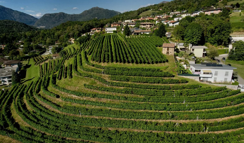 Tamborini-Carlo-Vigneto-Comano_p-a05e761731c74f2f99ffade2204c6d7f