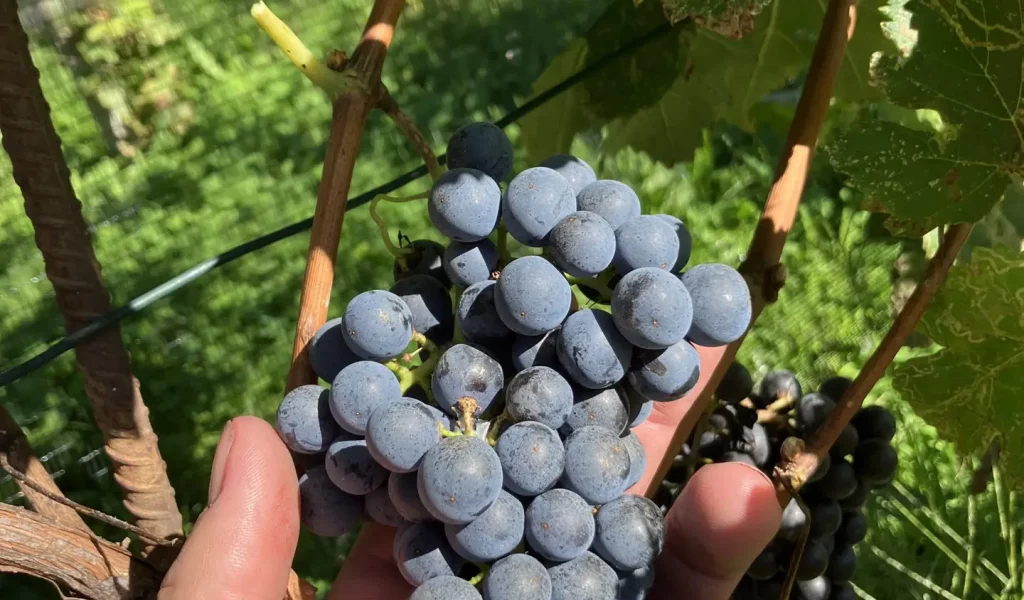 Terre_Autunno_vigneti