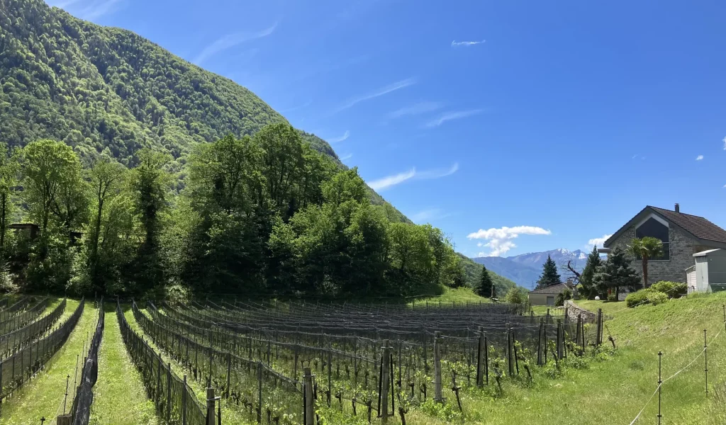 Terre_Autunno_vigneti2