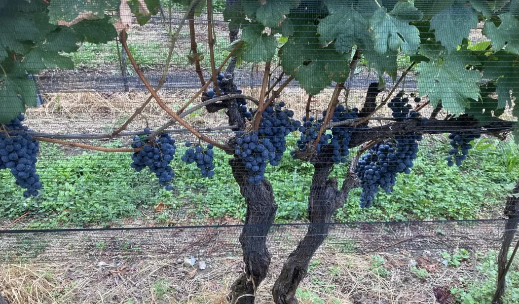 Terre_Autunno_vigneto3