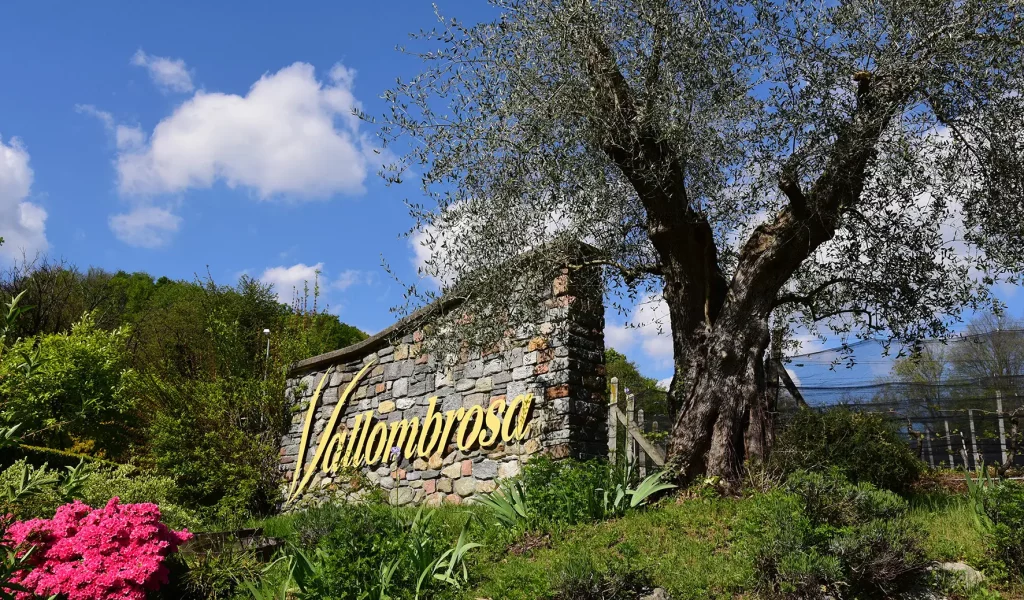 Vallombrosa-MAT_9928_p