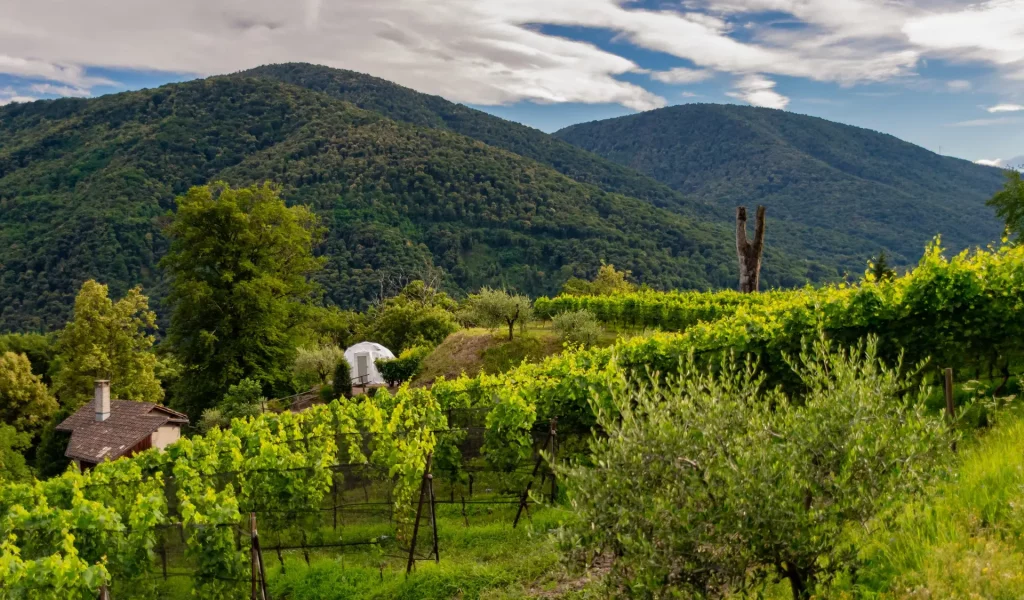 Vallombrosa-WinePod_Vallombrosa10