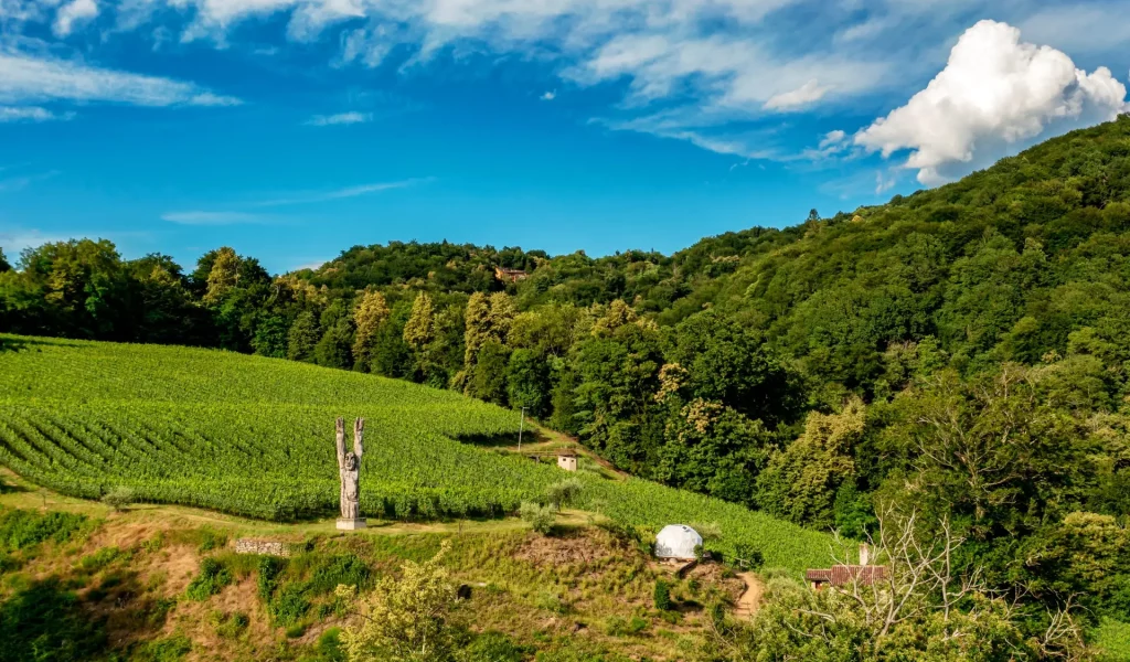 Vallombrosa-WinePod_Vallombrosa3
