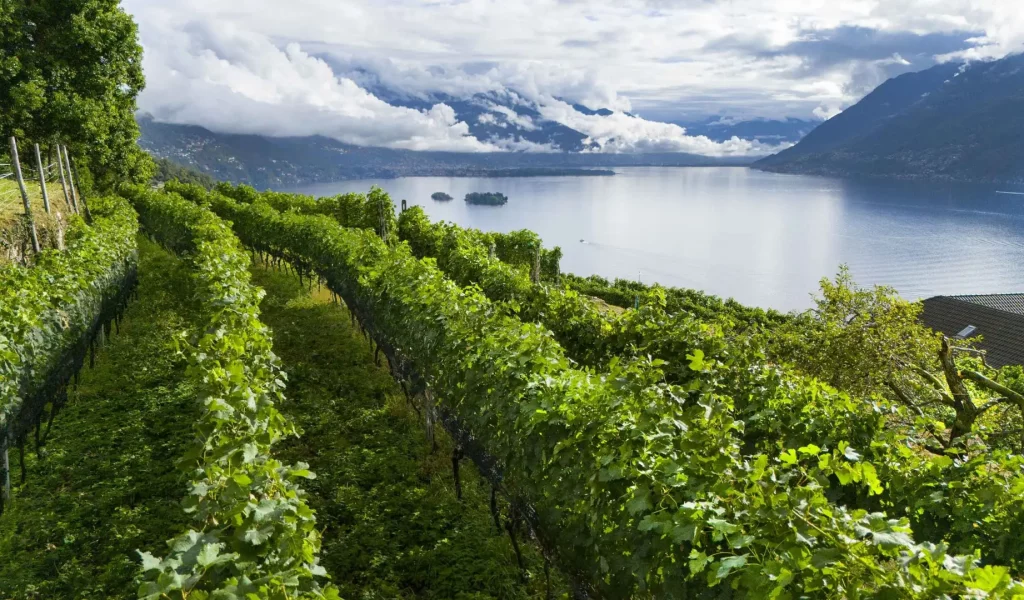 ZANINI_BRISSAGO_DJI_0243