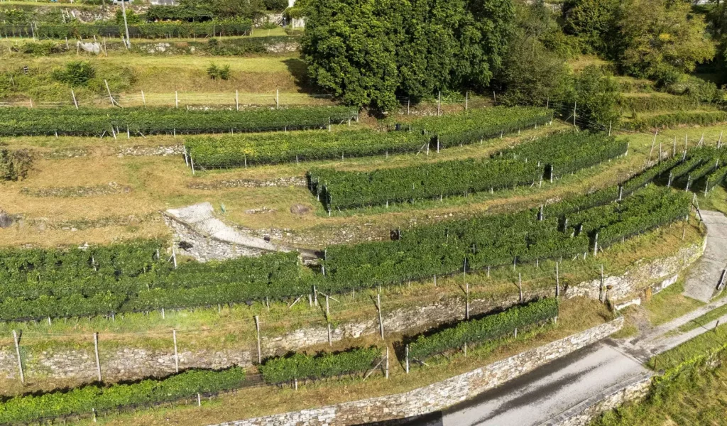 ZANINI_BRISSAGO_DJI_0289