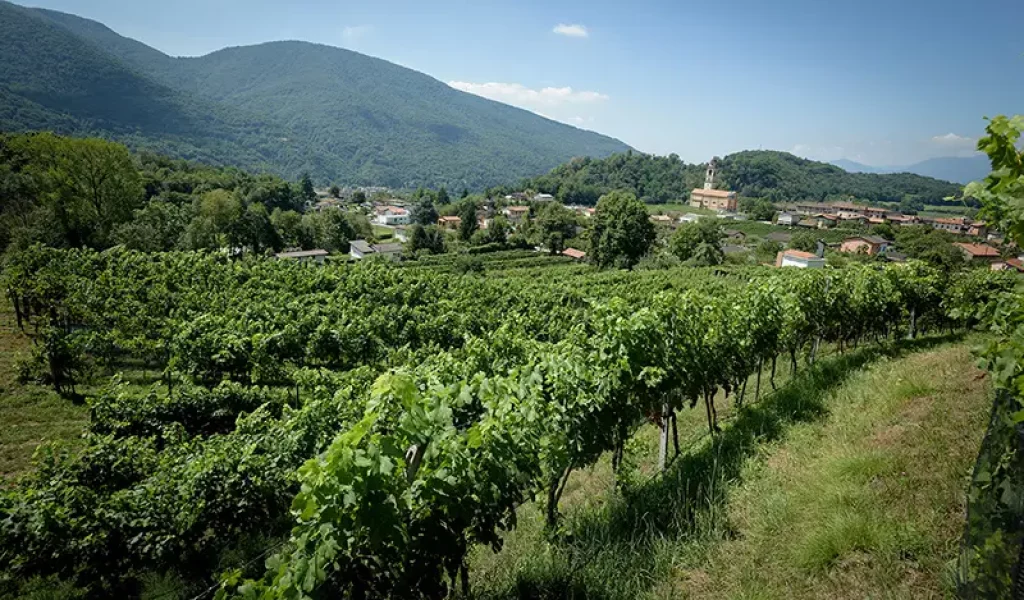 hubervini_vigneti2